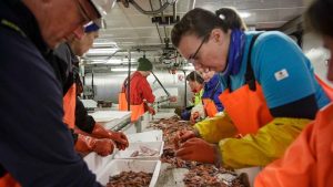 Samarbejdet mellem Norge og Rusland om fiskeforskning i Barentshavet er blevet mere besværligt de seneste år. Ikke kun fordi fiskebestandene er faldende – men også fordi samarbejdet nu styres fra Moskva og ikke længere fra Murmansk, hvor forskerne tidligere havde tættere kontakt. foto: Erlend A Lorentzen HI