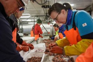 Samarbejdet mellem Norge og Rusland om fiskeforskning i Barentshavet er blevet mere besværligt de seneste år. Ikke kun fordi fiskebestandene er faldende – men også fordi samarbejdet nu styres fra Moskva og ikke længere fra Murmansk, hvor forskerne tidligere havde tættere kontakt. foto: Erlend A Lorentzen HI