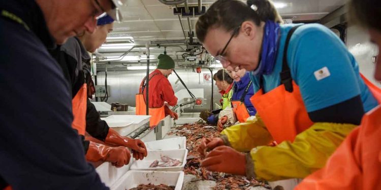 Samarbejdet mellem Norge og Rusland om fiskeforskning i Barentshavet er blevet mere besværligt de seneste år. Ikke kun fordi fiskebestandene er faldende – men også fordi samarbejdet nu styres fra Moskva og ikke længere fra Murmansk, hvor forskerne tidligere havde tættere kontakt. foto: Erlend A Lorentzen HI