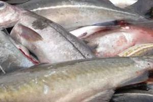 Norge skærper nu kravene til fiske-turisterne   Foto: Norsk-fisk
