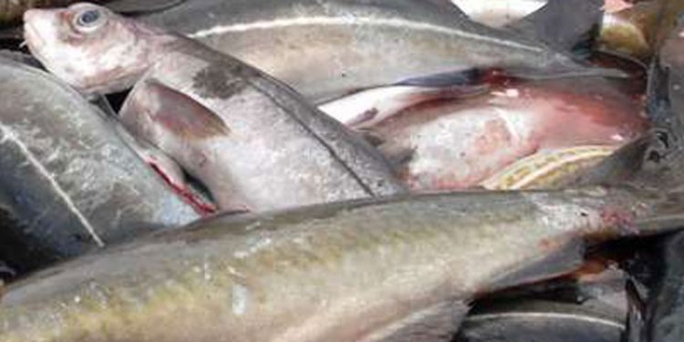 Norge skærper nu kravene til fiske-turisterne   Foto: Norsk-fisk