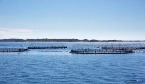 Antibiotika-resistente bakterier fundet omkring norske havbrug foto: Hi