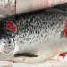 Norsk produktionslaks - Matttilsynet