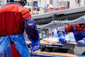 For første gang i ti måneder kan Norge notere sig lavere eksport af fisk og skaldyr. Øget lakseproduktion er årsagen. foto: Norges Sjømatråd