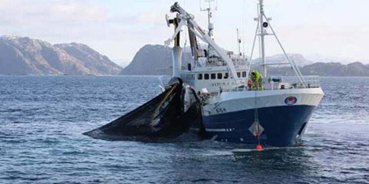 6 mio Euro fra EU har fået Norge med i Smartfish H2020. arkivfoto: LGjende- Sjomat Norge