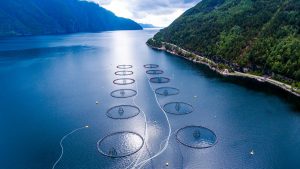 Norges mindretalsregering foreslår skat på akvakultur - en grundrente-afgift på 35 % i den endelige plan . foto: Verdens Bedste Fødevarer