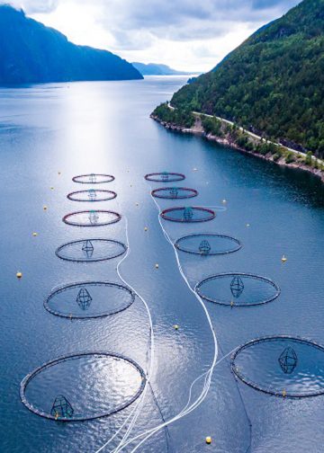 Norges mindretalsregering foreslår skat på akvakultur - en grundrente-afgift på 35 % i den endelige plan . foto: Verdens Bedste Fødevarer