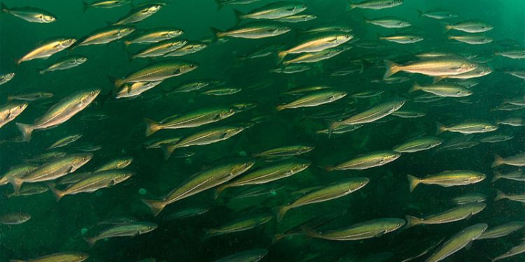 Oceana har fuldført to måneders undersøisk forskning i Nordsøen  Foto: