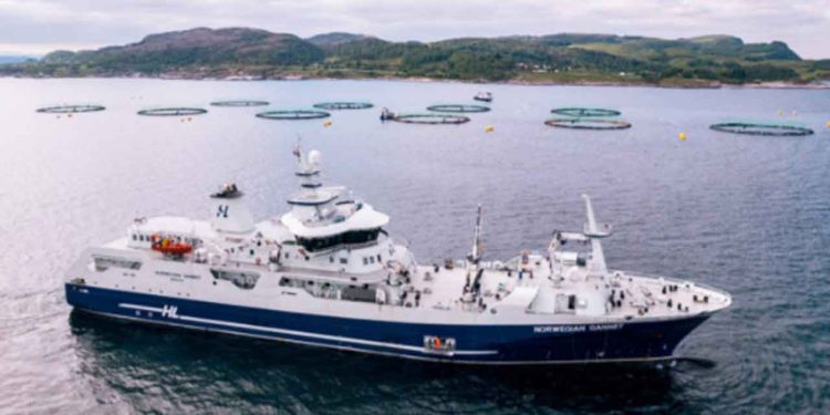 Den banebrydende slagtebåd »Norwegian Gannet« sættes ud af drift – selskabet Hav Line afvikler sine norske aktiviteter og overvejer at sælge fartøjet. foto: hav Line