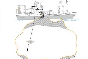 Illustration: Havforskningsinstituttet