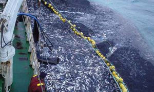 Udsigt til lavere kvote på nordhavssild i 2018  Arkivfoto: Sildefiskeri - Beinur
