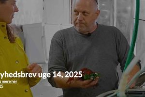 Tænk, hvis din næste pizza kunne smage lidt af havet – på den gode måde! Det er netop, hvad marinbiolog Lars Holtegaard fra Blue Farm i Hanstholm arbejder på. Han eksperimenterer med tang som en ny og spændende ingrediens i det danske køkken – og det smager faktisk fantastisk! foto: DAPO