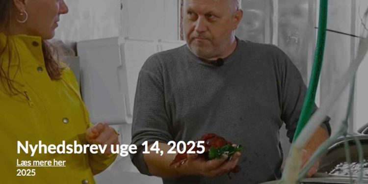 Tænk, hvis din næste pizza kunne smage lidt af havet – på den gode måde! Det er netop, hvad marinbiolog Lars Holtegaard fra Blue Farm i Hanstholm arbejder på. Han eksperimenterer med tang som en ny og spændende ingrediens i det danske køkken – og det smager faktisk fantastisk! foto: DAPO