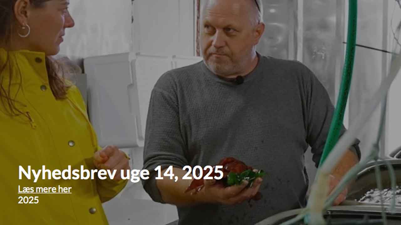 Read more about the article Nu får danskernes pizza også et smagstilskud af tangpesto