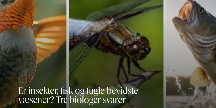 Forskere, der beskæftiger sig med ikke-pattedyr, svarer på spørgsmål i Videnskab.dk, om dyrenes mulige tankevirksomhed. fotoforside: Videnskab.dk