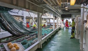 Her tester togt-deltagerne en ny type trawl, en såkaldt «JTS-trawl». Denne skal erstatte «GOV-trawl», som har været brugt på IBTS-togter i over 30 år. Men først skal den nye trawl gennemgå test og kalibrering for at sikre, at tidsserierne og bestandmodelleringen ikke påvirkes for meget af trawlskiftet. Fotograf: Yves Reecht / HI