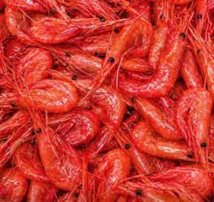 Selvom efterspørgslen på koldtvandsrejer i Asien er stabil, er eksporten blevet ramt af storpolitik.  foto: Ocean Prawns 