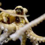 Blæksprutter på lavt vand bærer på en helt særlig mutation, som ikke findes hos nogen andre levende organismer på Jorden. Mutationen beskytter deres hjerner og gør dem i stand til at overleve og jage i havets mest barske og konkurrenceprægede miljøer. foto: Anik Grearson - Science