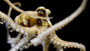 Blæksprutter på lavt vand bærer på en helt særlig mutation, som ikke findes hos nogen andre levende organismer på Jorden. Mutationen beskytter deres hjerner og gør dem i stand til at overleve og jage i havets mest barske og konkurrenceprægede miljøer. foto: Anik Grearson - Science