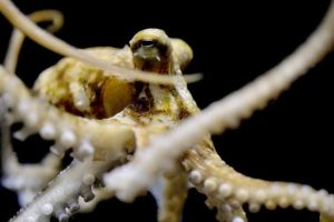 Blæksprutter på lavt vand bærer på en helt særlig mutation, som ikke findes hos nogen andre levende organismer på Jorden. Mutationen beskytter deres hjerner og gør dem i stand til at overleve og jage i havets mest barske og konkurrenceprægede miljøer. foto: Anik Grearson - Science
