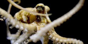 Blæksprutter på lavt vand bærer på en helt særlig mutation, som ikke findes hos nogen andre levende organismer på Jorden. Mutationen beskytter deres hjerner og gør dem i stand til at overleve og jage i havets mest barske og konkurrenceprægede miljøer. foto: Anik Grearson - Science
