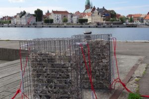 Fiskebørnehaver: skal beskytte de mindre fisk mod de større  Foto: fra havnen i Helsingør hvor nye »fiskebørnehaver« udsættes - KU