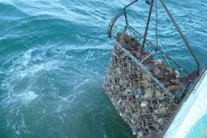 Østers - Oyster - Ostrea edulis - FiskerForum