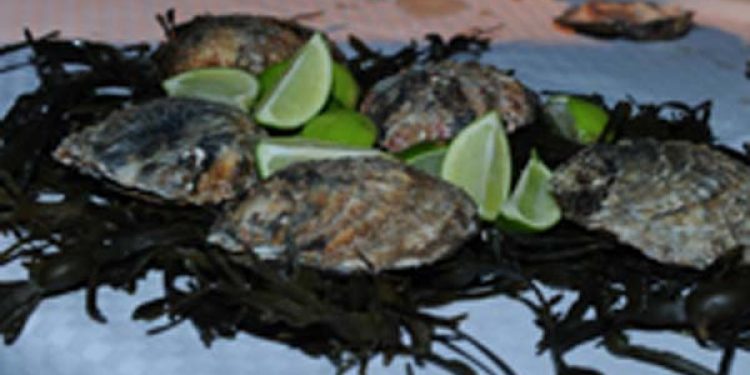 Uforlignelige gourmetoplevelser med østers og muslinger  foto: Østers - Morsoe.dk - FiskerForum