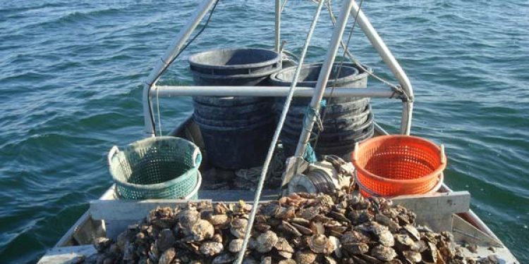 Orientering vedr. ændring af bekendtgørelse om østersfiskeri i Limfjorden.  Foto:  Østers fiskeri i Limfjorden - RSchmidt