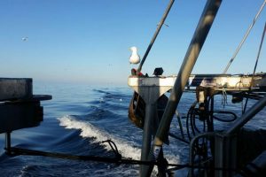 Hjælp til kvoteramt torskefiskeri i Østersøen.  Arkivfoto: Fiskeri i Østersøen - CSH