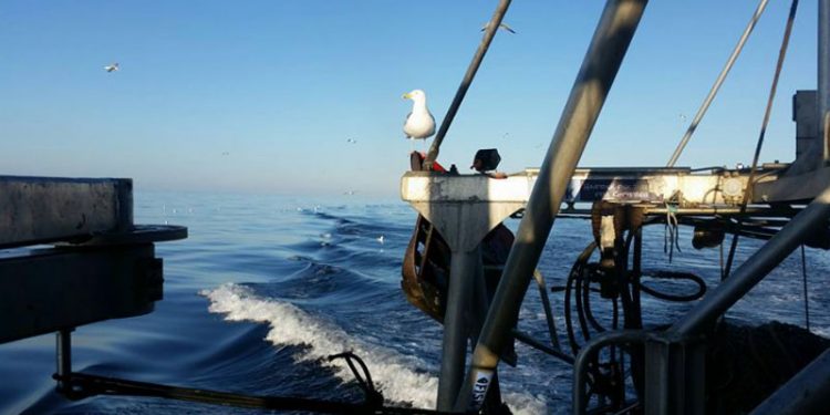 Hjælp til kvoteramt torskefiskeri i Østersøen.  Arkivfoto: Fiskeri i Østersøen - CSH