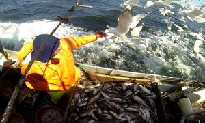 Tilstrømning af iltrigt vand til Østersøen kan betyde flere torsk.  Foto: Fiskeri i Østersøen - CSH