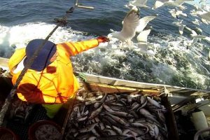 Tilstrømning af iltrigt vand til Østersøen kan betyde flere torsk.  Foto: Fiskeri i Østersøen - CSH