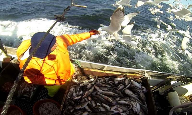 Read more about the article Tilstrømning af iltrigt vand til Østersøen kan betyde flere torsk