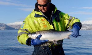 Norsk opdrætsfisk ligger under EU´s grænseværdier for miljøgifte   foto: Det er trygt og sikkert at spise norske opdrætsfisk - Fotograf Helge Skodvin / NIFES