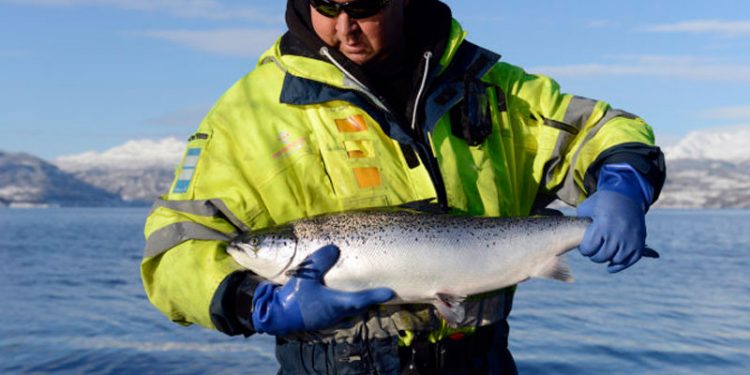Norsk opdrætsfisk ligger under EU´s grænseværdier for miljøgifte   foto: Det er trygt og sikkert at spise norske opdrætsfisk - Fotograf Helge Skodvin / NIFES