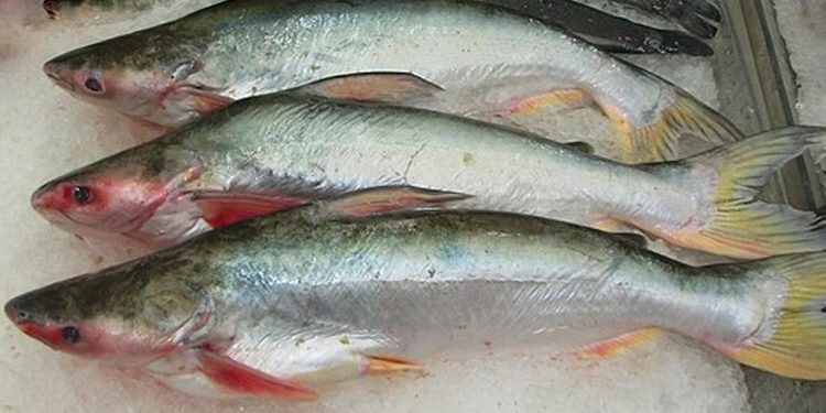Forskere har fundet årsagen til hvorfor fisk smager af mudder foto: Wikipedia