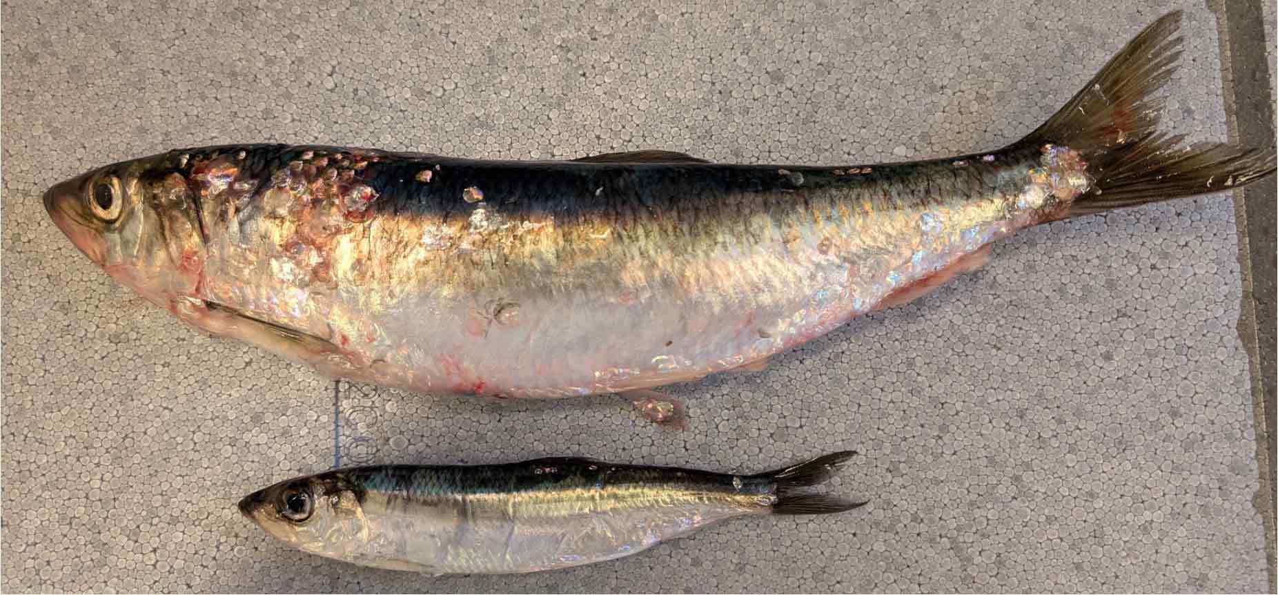Read more about the article Skoleeksempel på evolution: Sådan blev østersøsilden til et evolutionært mirakel