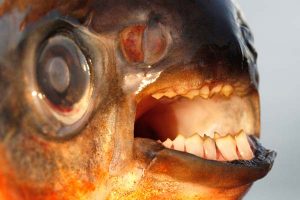 Hvordan ender en Sydamerikansk ferskvandsfisk i Øresund.  foto: Henrik Carl