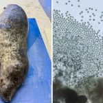 foto: Paolo Cipriani