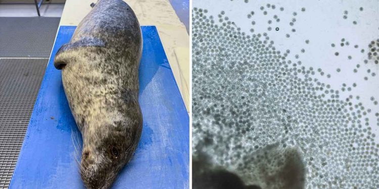 foto: Paolo Cipriani