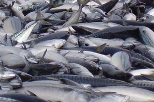 Fiskeriaftalen kan ende op med erstatningskrav mod staten