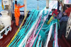 Super Trawl(er) fanger rekord mange sild.  Foto: Thyborøn Trawlbinderi har leveret 2 nye Wide Belly Pelagic Trawls til silde- og makrelfiskeri