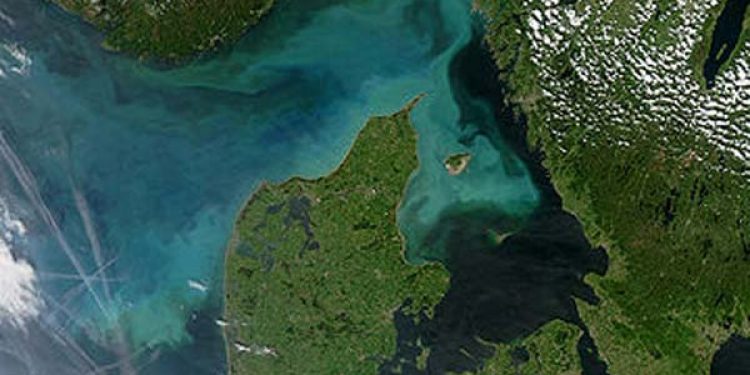 Livsvigtige plankton i de nordlige havområder.  Foto: Plankton og alger omkring Danmark  -  Wikipedia