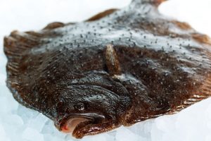Forbud mod FKA-rationsfiskeri af pighvar og slethvar i Nordsøen  Foto: Pighvar - 2gangeomugen