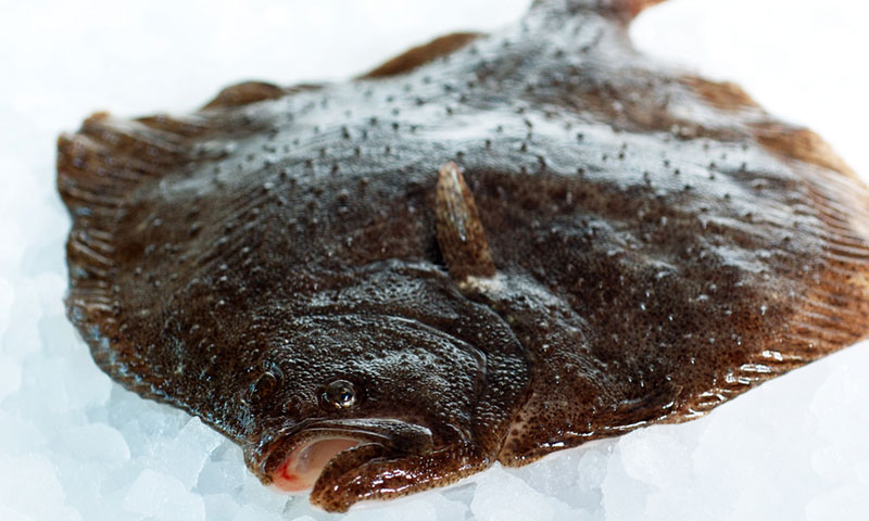 Read more about the article Forbud mod FKA-rationsfiskeri af pighvar og slethvar i Nordsøen