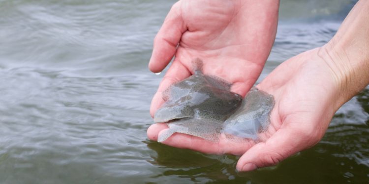 Pighvarrer skal bekæmpe invasiv fisk - foto: SNM
