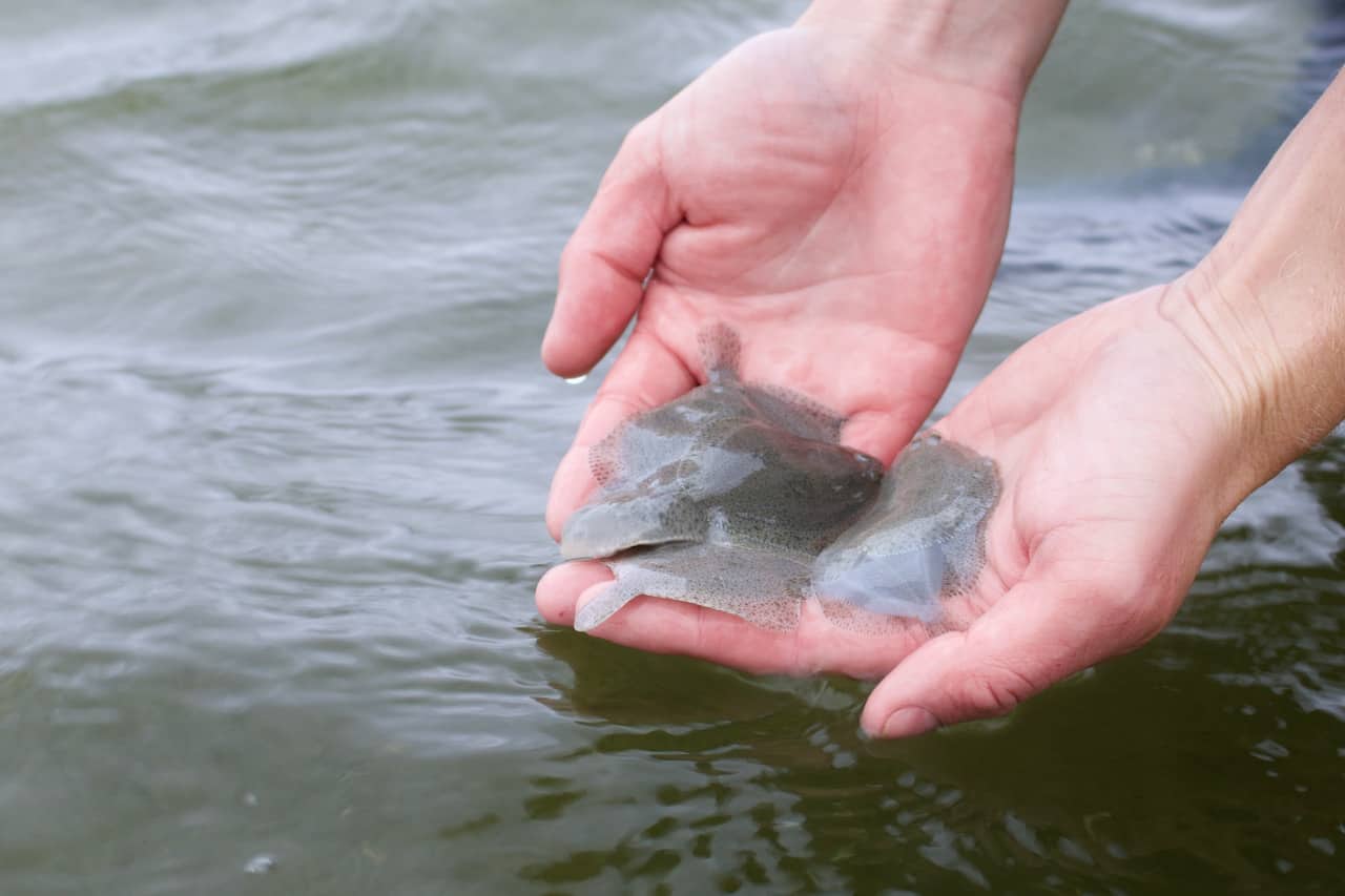 Read more about the article Pighvarrer skal bekæmpe invasiv fisk