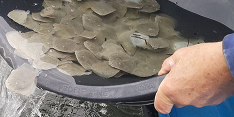 Fiskepleje sætter rekord med 7.000 Pighvarreyngel foto: Fiskelab