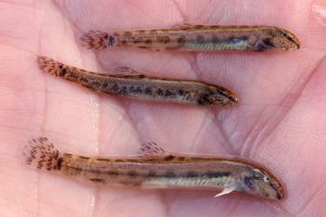Både voksne pigsmerlinger og yngel er fundet flere steder i Kolding Å-systemet ved Dons-søerne. Fundet er opsigtsvækkende, fordi den beskyttede fisk hidtil ikke har været kendt fra denne del af Jylland. foto: Fiskeatlas KU - NIRAS og Eddie Bach